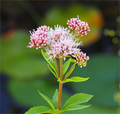 Gewöhnlicher Wasserdost